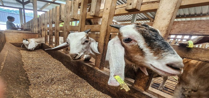 MAPEC Kambing PE Kaligesing Jadi Bisnis Menggiurkan