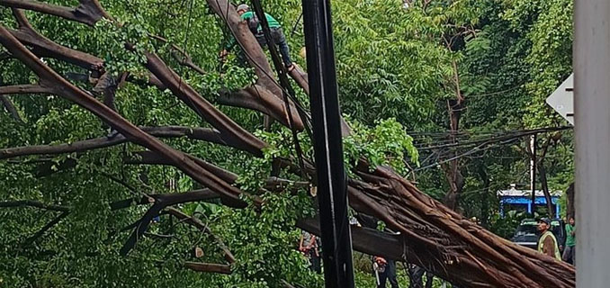 Pohon Raksasa Tumbang di Senayan Tanpa Hujan, MRT Lumpuh