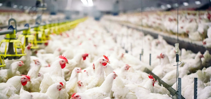 Rp 20 T Disiapkan, Pemerintah Bangun 30 Pabrik Pakan Ternak