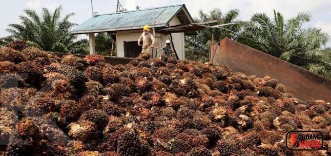 Ekspor Malaysia Melejit, Harga Minyak Sawit Dunia Tembus Level Tertinggi